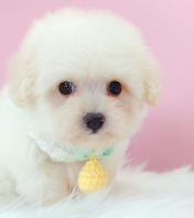 Bichon Frise ����
