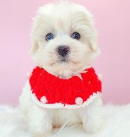 Maltipoo ����̩��