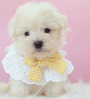 Maltipoo ����̩��