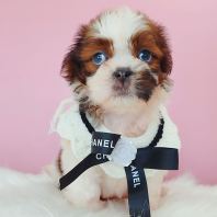 Shihpoo ����