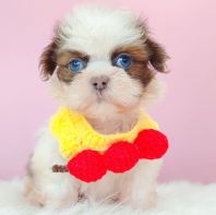 Shih Tzu ��ʩ