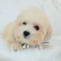 Maltipoo 马尔泰迪 Maltipoo 马尔泰迪