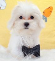 Maltipoo 马尔泰迪 Maltipoo 马尔泰迪
