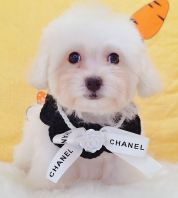 Poodle 泰迪贵宾 Poodle 泰迪贵宾