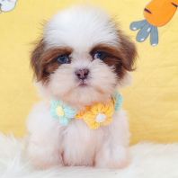 Shih Tzu 西施 Shih Tzu 西施