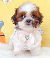 Shih Tzu 西施 Shih Tzu 西施
