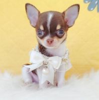 Chihuahua 吉娃娃 Chihuahua 吉娃娃