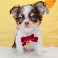Chihuahua 吉娃娃 Chihuahua 吉娃娃