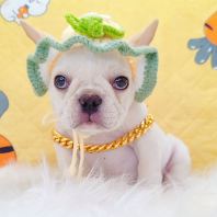 French Bulldog 法斗 French Bulldog 法斗