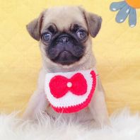 Pug 巴哥 Pug 巴哥