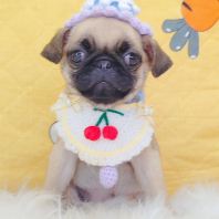 Pug 巴哥 Pug 巴哥