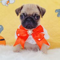Pug 巴哥 Pug 巴哥