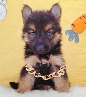 German Shepherd 德国牧羊犬 German Shepherd 德国牧羊犬