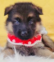 German Shepherd 德国牧羊犬 German Shepherd 德国牧羊犬