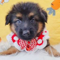 German Shepherd 德国牧羊犬 German Shepherd 德国牧羊犬