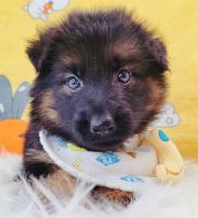 German Shepherd 德国牧羊犬 German Shepherd 德国牧羊犬