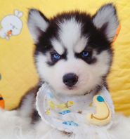 Wooly Husky 哈士奇 Wooly Husky 哈士奇