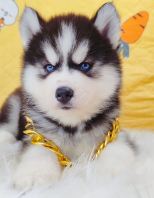Wooly Husky 哈士奇 Wooly Husky 哈士奇