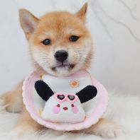 Shiba Inu 柴犬 Shiba Inu 柴犬