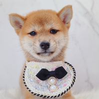 Shiba Inu 柴犬 Shiba Inu 柴犬