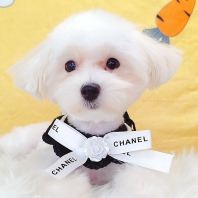 Maltipoo 马尔泰迪 Maltipoo 马尔泰迪