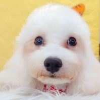 Maltipoo 马尔泰迪 Maltipoo 马尔泰迪