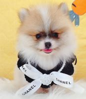 Pomeranian 博美 Pomeranian 博美