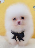 Pomeranian 博美 Pomeranian 博美