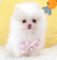 Pomeranian 博美 Pomeranian 博美