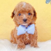 Poodle 泰迪贵宾 Poodle 泰迪贵宾