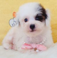 Poodle 泰迪贵宾 Poodle 泰迪贵宾