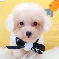 Poodle 泰迪贵宾 Poodle 泰迪贵宾