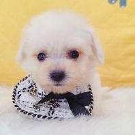Bichon Frise 比熊 Bichon Frise 比熊