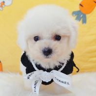 Bichon Frise 比熊 Bichon Frise 比熊