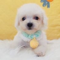 Bichon Frise 比熊 Bichon Frise 比熊