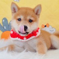 Shiba Inu 柴犬 Shiba Inu 柴犬