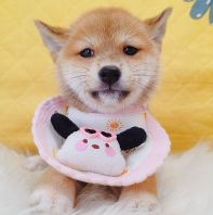 Shiba Inu 柴犬 Shiba Inu 柴犬
