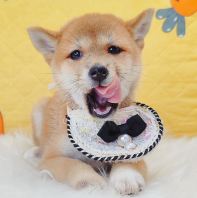 Shiba Inu 柴犬 Shiba Inu 柴犬
