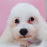 Maltipoo Âí¶ûÌ©µÏ Maltipoo Âí¶ûÌ©µÏ