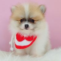 Pomeranian ²©ÃÀ Pomeranian ²©ÃÀ