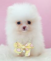 Pomeranian ²©ÃÀ Pomeranian ²©ÃÀ
