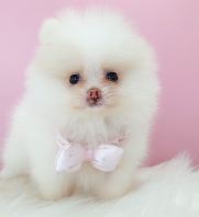 Pomeranian ²©ÃÀ Pomeranian ²©ÃÀ