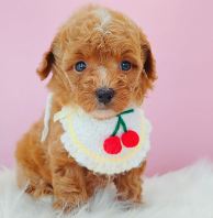 Poodle Ì©µÏ¹ó±ö Poodle Ì©µÏ¹ó±ö