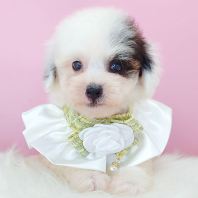Poodle Ì©µÏ¹ó±ö Poodle Ì©µÏ¹ó±ö