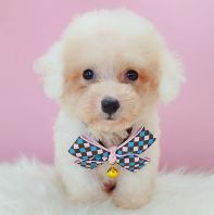 Poodle Ì©µÏ¹ó±ö Poodle Ì©µÏ¹ó±ö
