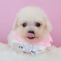 Bichon Frise ±ÈÐÜ Bichon Frise ±ÈÐÜ