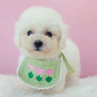 Bichon Frise ±ÈÐÜ Bichon Frise ±ÈÐÜ