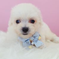 Bichon Frise ±ÈÐÜ Bichon Frise ±ÈÐÜ