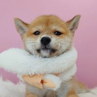 Shiba Inu ²ñÈ® Shiba Inu ²ñÈ®