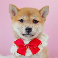Shiba Inu ²ñÈ® Shiba Inu ²ñÈ®